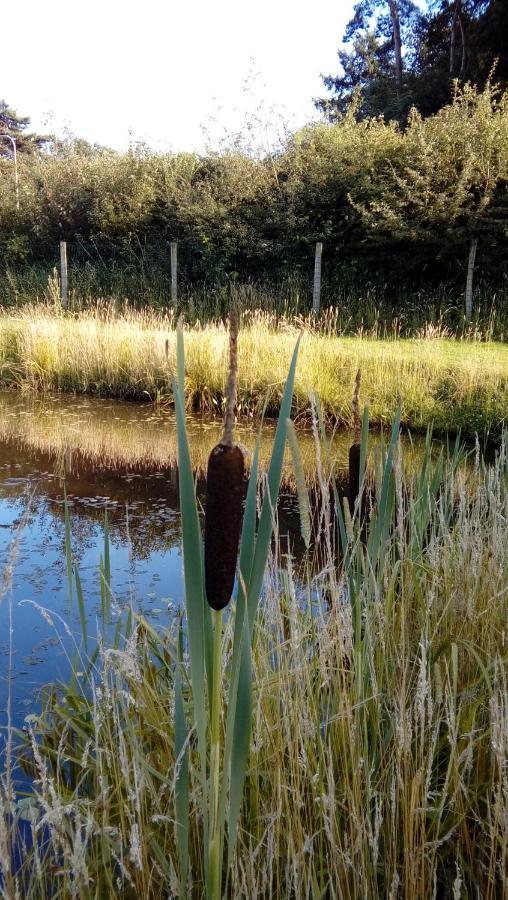 Luxe Woodlodge In Een Prachtige En Bosrijke Omgeving Bornerbroek 外观 照片